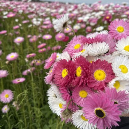 Everlasting Wildflower Seed Fundraiser